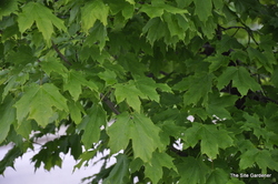 Acer rubrum 'Fairview Flame' — photo 1